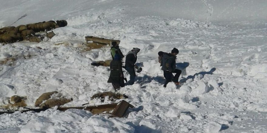 Axûr di bin şapê de ma: 130 heywan telef bûn