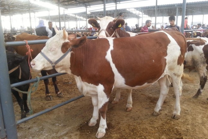 Büyükbaş hayvan sayısı arttı