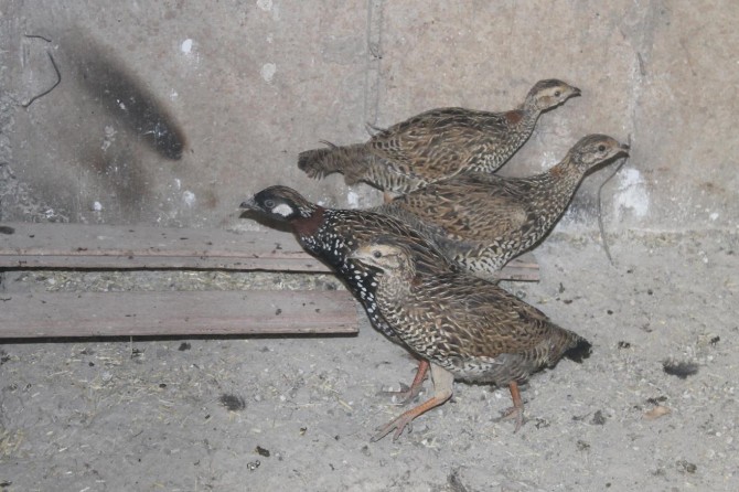 Şırnak Silopi'de yvru turaç kuşları koruma altına alındı