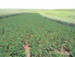 5 Tarla Hint Keneviri Ele Geçirildi