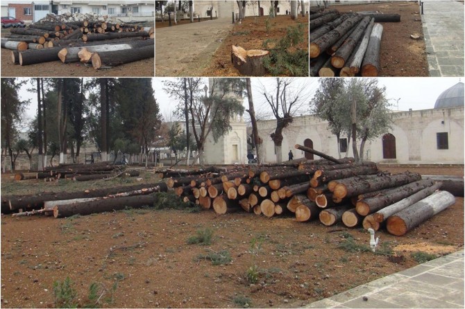 Tarihi Zeynel Abidin Cami Külliyesindeki ağaçları kestiler