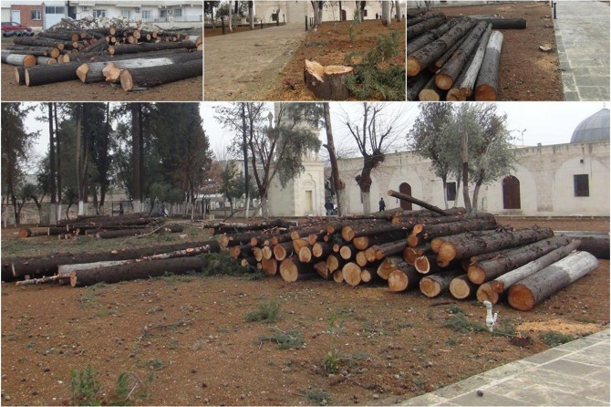 Darên li Kulliyeya Mizgefta Dîrokî ya Zeynel Abîdîn jê kirin