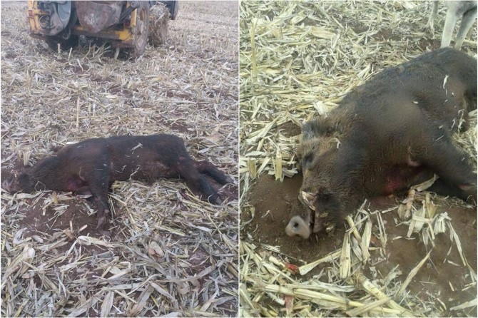 Berazê ku di bin bîçerê de ma telef bû