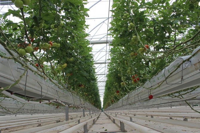 Eksi 30 derecede domates üretiyorlar