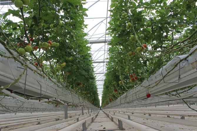 30 derece dibin sifrê de frengi tê hilberandin