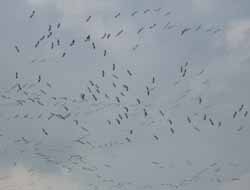 Leyleklerin Uzun Göç Yolculuğu Başladı