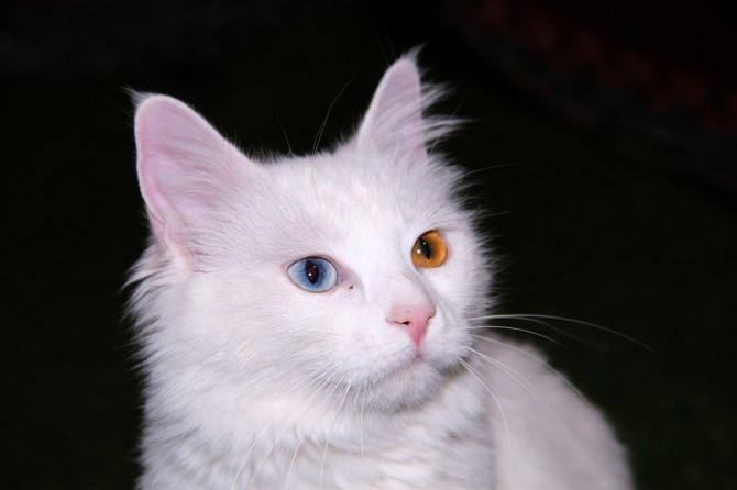 "Do not get Van cats out of the province"