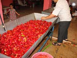 Adana'da Salçalık Biber Telaşı