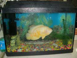 Balıkta Allah Lafzı (Foto)