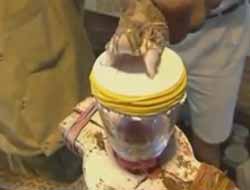 Yılandan Alınan Zehir, Kanı Ne Hale Getiriyor