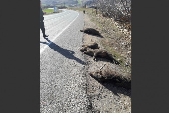 Aracın çarptığı 7 domuz telef oldu