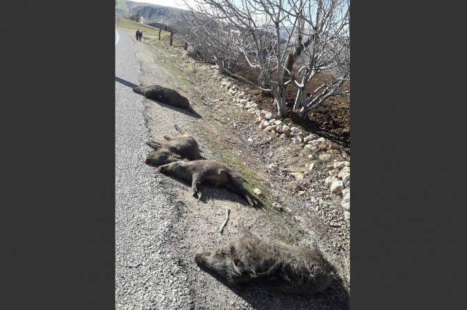 Berazên ku wesayîtê li wan da telef bûn