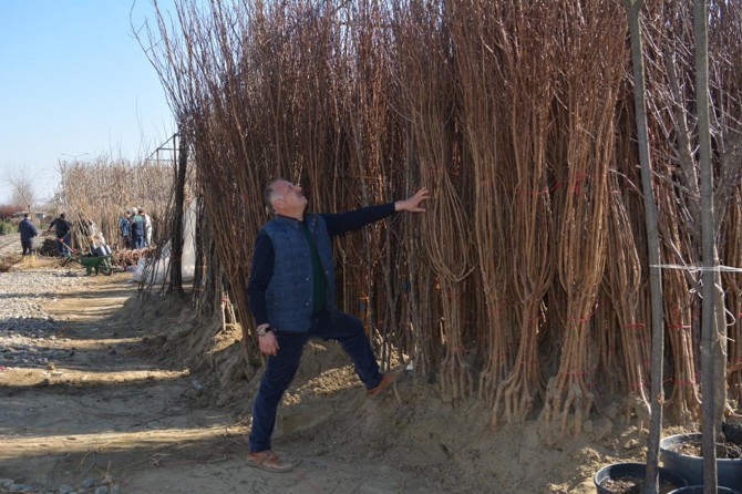 Batman'da fidan satışları başladı