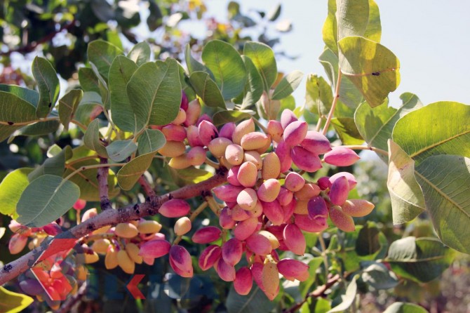 "Fıstık üretimdeki artış sevindirici"