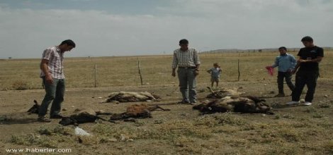 Burası Muş'tur Çoban Uyumuştur