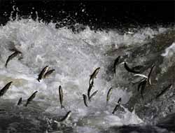 Balık Avlanmaları 1 Eylül'de Başlıyor