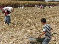 Dar Gelirli Ailelerin Yakacağı: Mısır Koçanları