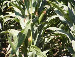 Mısır Üreticisi Fiyatlardan Memnun Değil