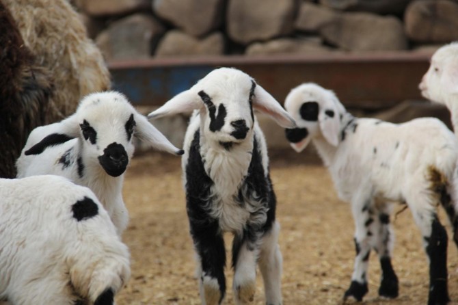 Baharın müjdecisi kuzular doğuyor