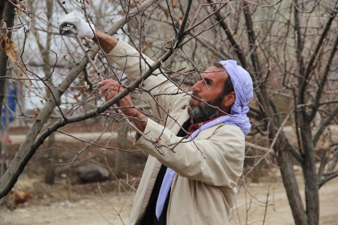 “Budanan ağacın meyvesi erken olgunlaşıp daha da iri oluyor”