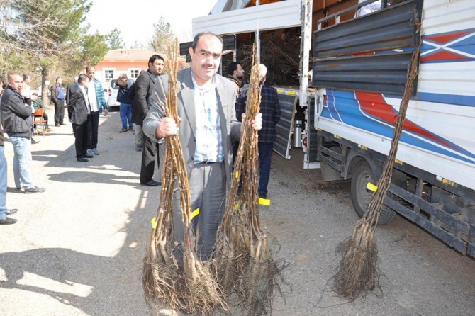 Çiftçilere 20 bin ceviz fidanı dağıtıldı