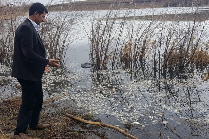 Bi hezaran masî telef bûn