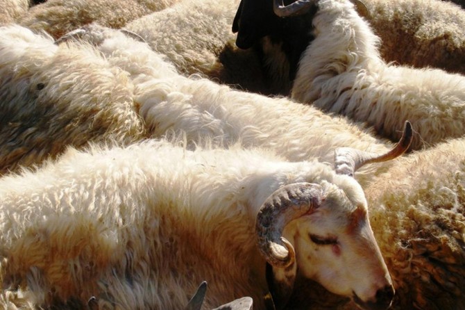 Hastalıklı hayvanların Türkiye'ye girişine yasaklama