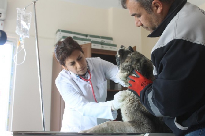 Hayvan Rehabilitasyon Merkezi yenilendi