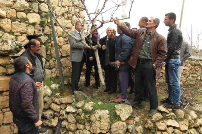 Menengiç ağaçlarına Antep ve Siirt fıstığı aşılanacak