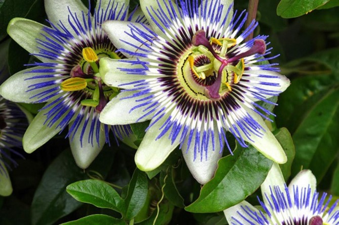 Doğal çiçek soğanlarına koruma