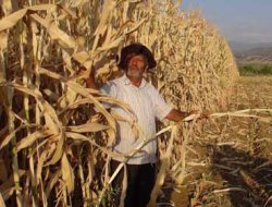 Kuraklık Mısır Çiftçisini Vurdu