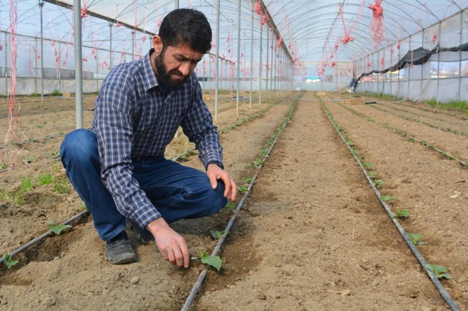 Çiftçiler serada salatalık ekimine başladılar