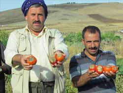 Karacadağ Çiftçisi Domatesten Umduğunu Bulamadı