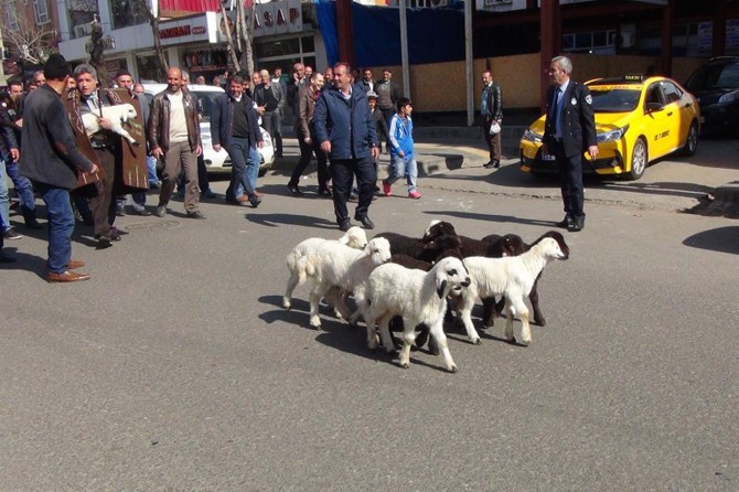 Hayvancılığa teşvik için kuzuları şehir merkezine getirdiler