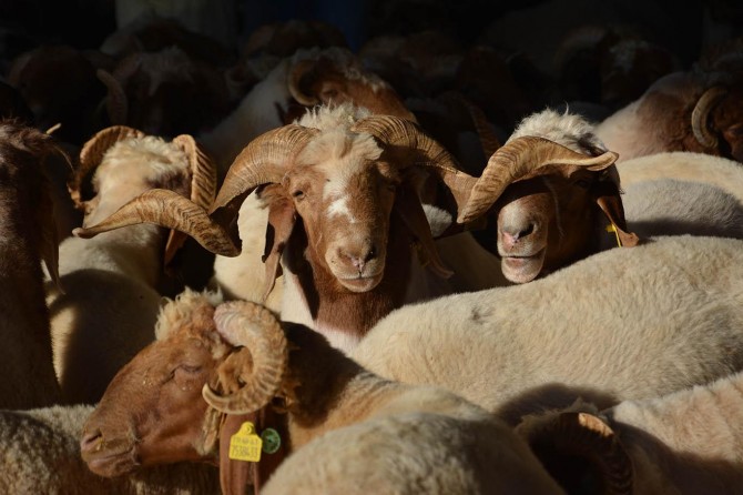 Canlı hayvan fiyatları arttı