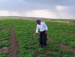 Siverek'te Nane Yetiştiriciliği