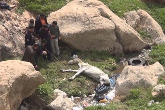 Kayalıklardan düşen katır kurtarılmayı bekliyor