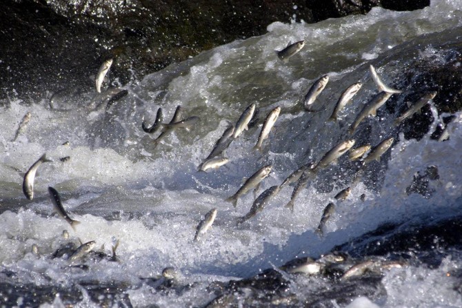 Batman'da su ürünleri av yasağı başlıyor