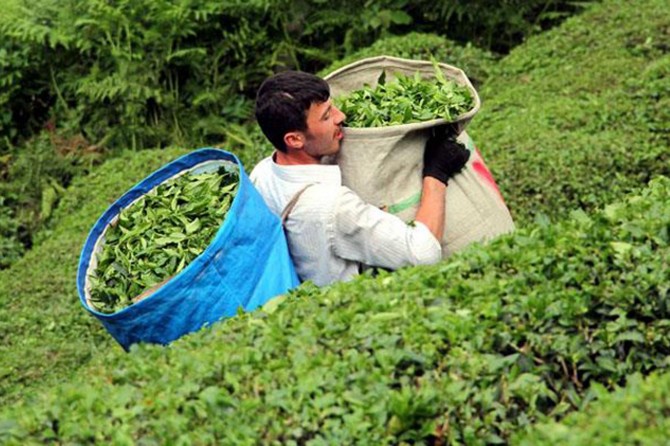 Çaykur'da bin 500 kişi işe alınacak