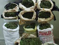 Bingöl'de 17 Tarlada 252 Bin Kök Kenevir Bitkisi Ele Geçirildi