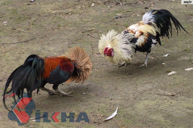 Cockfight operation in Mardin
