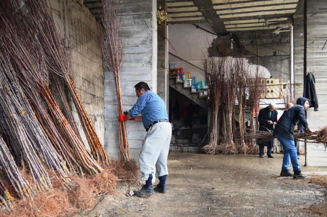 Çetin kış şartlarının ardından fidan satışları başladı