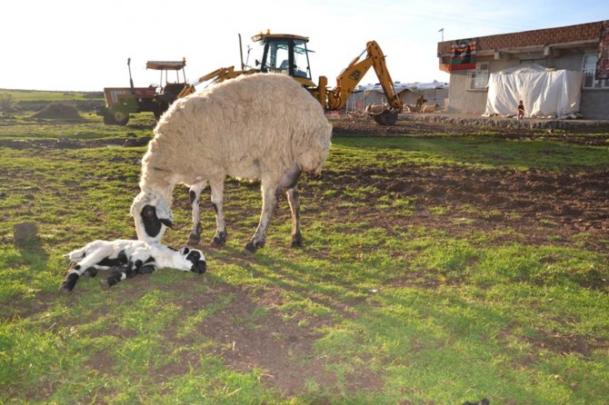 Hasta olan kuzusunun yanından bir an olsun ayrılmadı