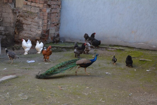 Süs tavuklarının fiyatı şaşırtıyor