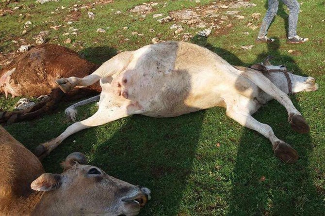 15 çêlekên ku birûsk li wan da telef bûn