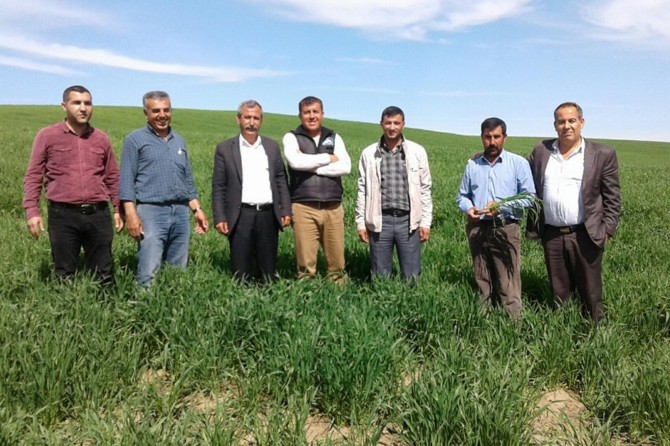 Yağışlar Batman’da çiftçileri sevindirdi