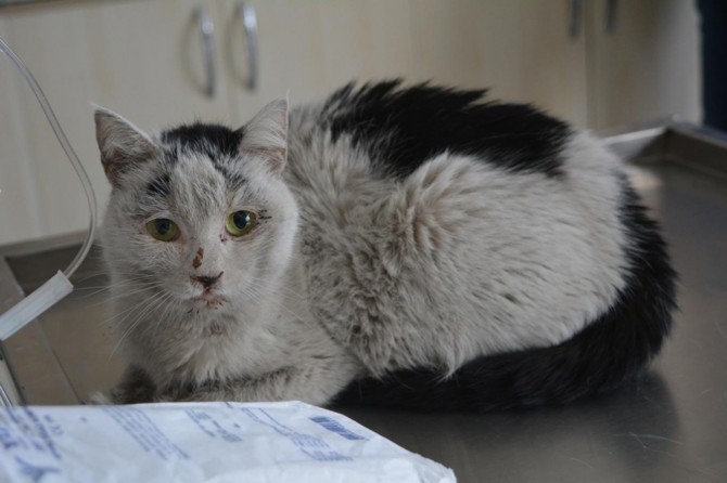 Binadan düşen kedi tedavi altına alındı
