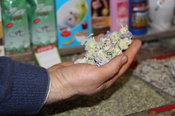 Bahar yorgunluğunun reçetesi bitkiler