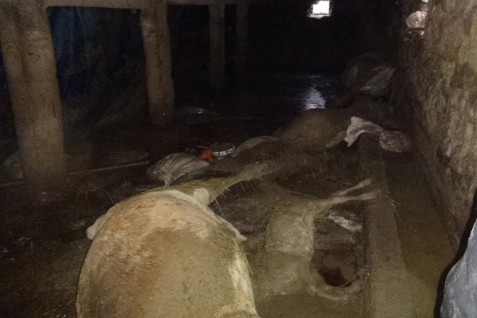 Ji ber lehiyê heywan telef bûn