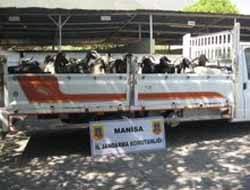 Hayvan Hırsızları Yakalandı